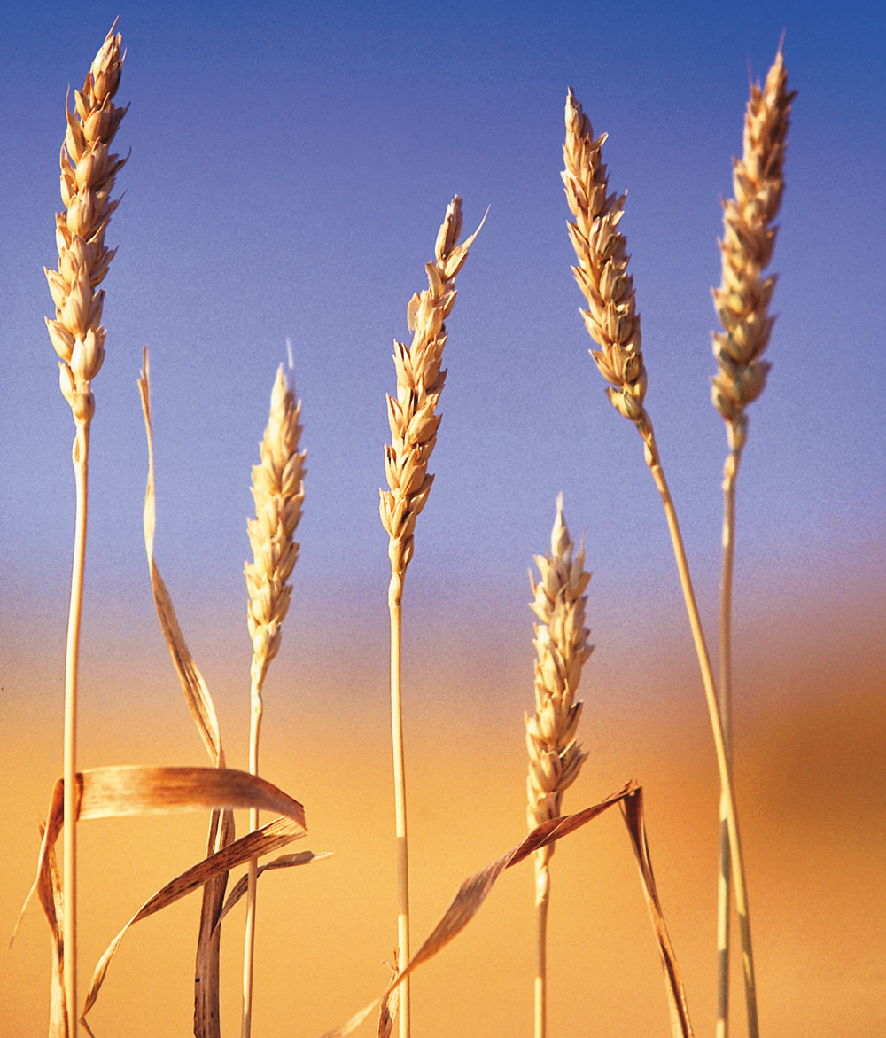 A new report lays out options for how farmers can play a role in cereal varietal development.