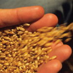 Prairie wheat bids fall along with U.S. futures