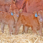 Quality winter feed will promote a more successful calving season, says expert