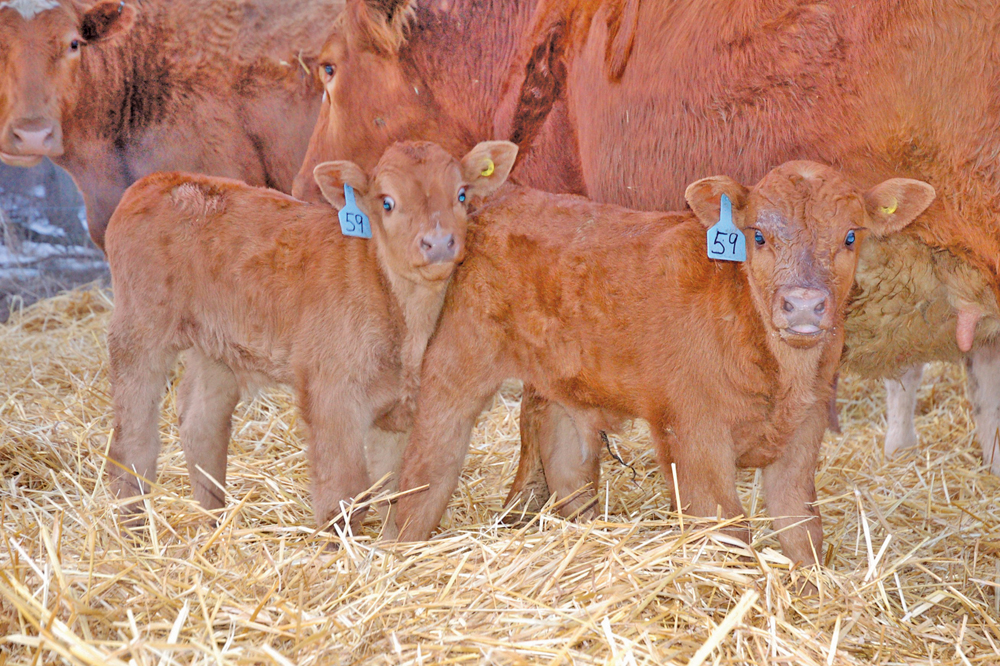 Quality winter feed will promote a more successful calving season, says expert