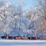 Solid gains by cattle sector