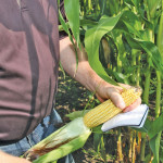 Average Manitoba corn yields in 2015 hit a new record high of 136 bushels an acre, based on 99.7 per cent of yield data collected by the Manitoba Agricultural Services Corporation being keyed in.