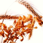 Editorial: Paying for improved varieties