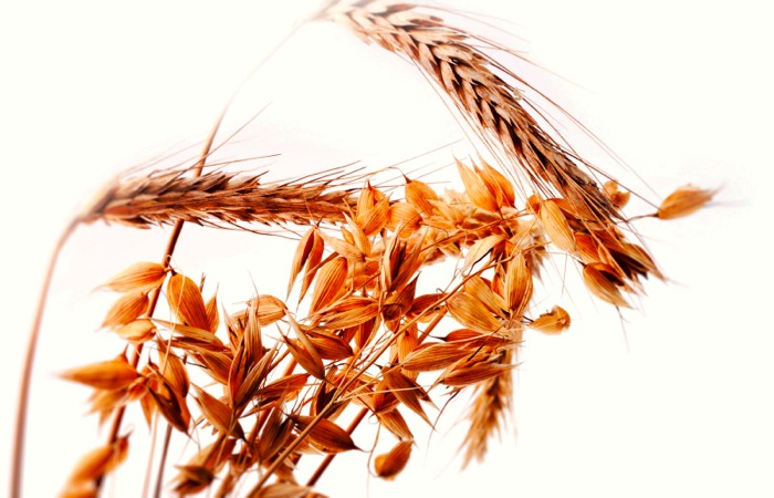Editorial: Paying for improved varieties