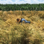 Measuring seeding rate by the bushel can lead to wide variations in yield.
