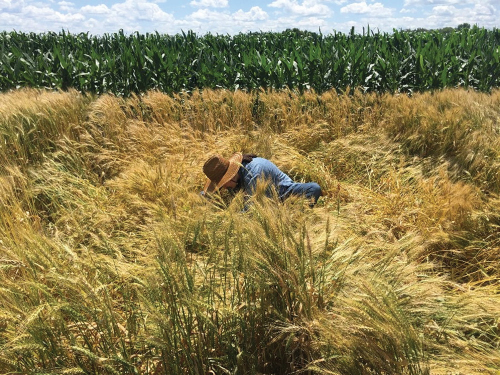 Measuring seeding rate by the bushel can lead to wide variations in yield.