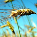 What’s hot and what’s not for 2016 crops