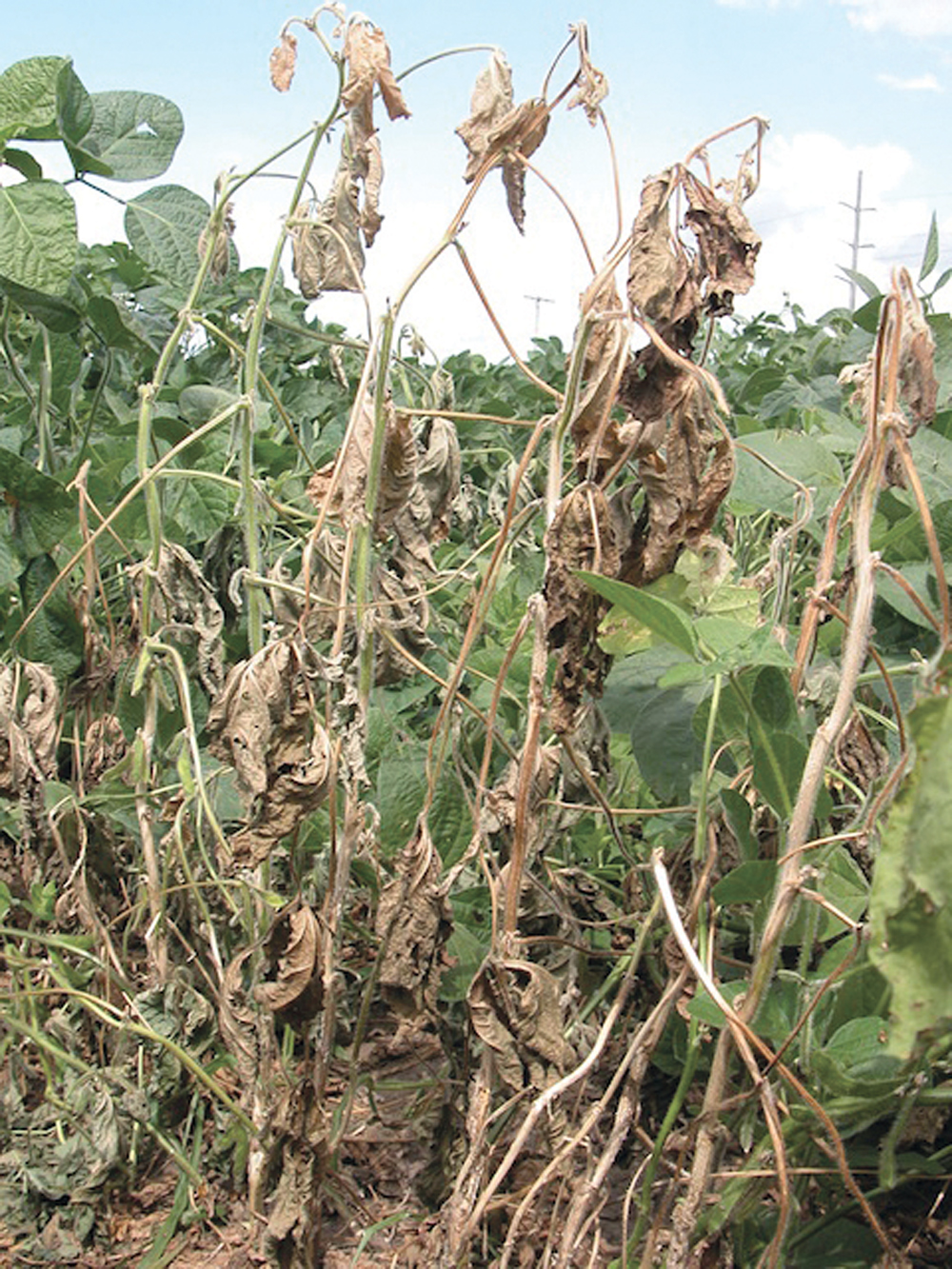 Data suggests there is most white mould suppression and increased yield when fungicides are applied at the R1 growth stage.