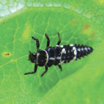 A study in Manitoba found one adult female of the thirteen-spotted lady beetle ate about 110 English grain aphids in 24 hours.