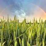 Rainbow over green wheat field