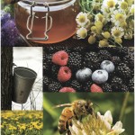 Report on wild food industry suggests the need for a co-operative