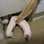 A barn in Holland in which piglets are given burlap sacks to play with.