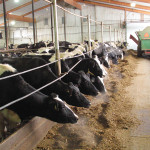 dairy cattle feeding