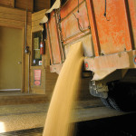 A federal forecast calls for Manitoba’s crop cash receipts to slip to $3.31 billion in 2016, down from $3.36 billion in 2015 but up 13 per cent from the five-year (2010-14) average.