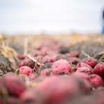 Organic potatoes are a tough row to hoe, but the manager at Poplar Grove Farms say the crop is worth it.