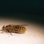 Tsetse flies spread the parasite that causes African sleeping sickness.