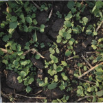 Average harvest loss in canola across the Prairies translates into 4,000 to 5,000 potential volunteers per square metre. 