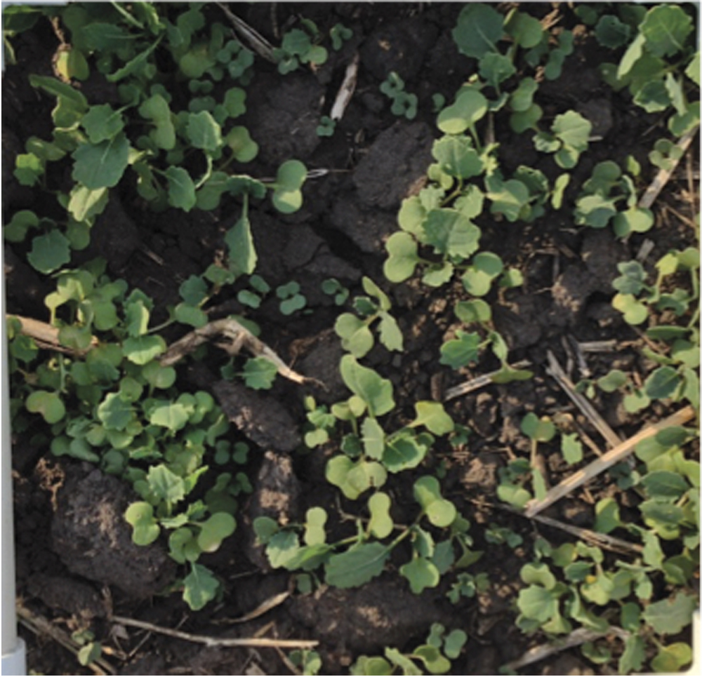 Average harvest loss in canola across the Prairies translates into 4,000 to 5,000 potential volunteers per square metre. 