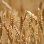 wheat