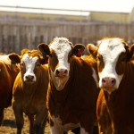 cattle in a feedlot
