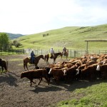 Cattle industry cycle to trend lower through 2018
