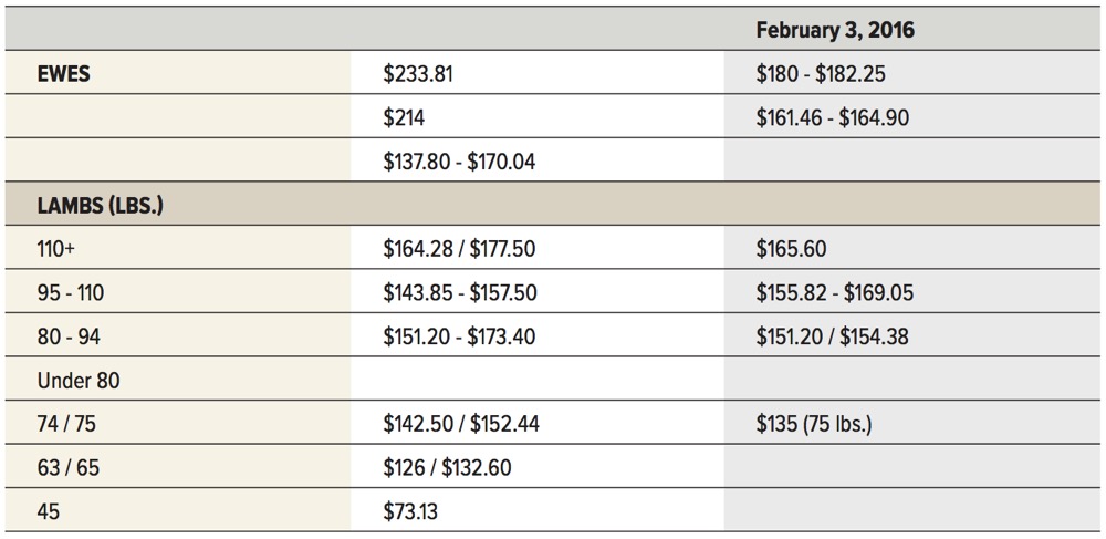Low selection in all sheep categories