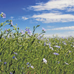 A new system could allow glyphosate-resistant flax to be developed by ‘gene editing’ as opposed to genetic modification, but how will customers react?