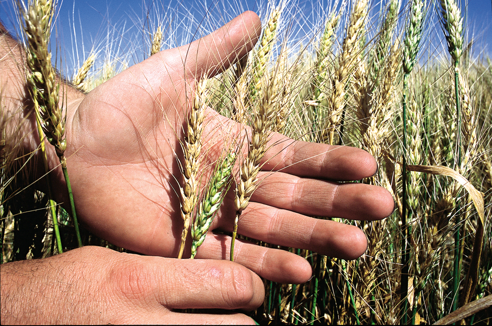 fusarium in wheat