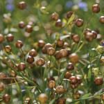 Flax Council cautions on seed integrity