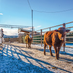 Two newly tagged cattle walk under an archway equipped with ultra-high-frequency RFID readers that record their data during field testing with SAIT RADLab industry partner CL Ranches.