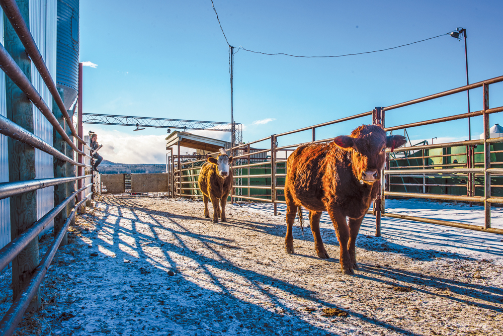Two newly tagged cattle walk under an archway equipped with ultra-high-frequency RFID readers that record their data during field testing with SAIT RADLab industry partner CL Ranches.