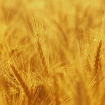 Organic wheat.
