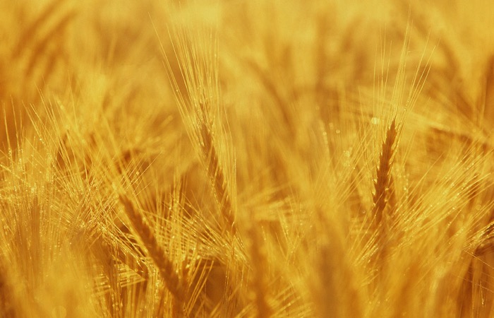 Organic wheat.