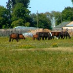PMU mares.