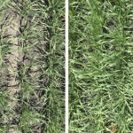 On-farm strip trials can help determine which varieties perform best on your farm.