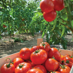Bringing out the ‘wild side’ of fruits and veggies