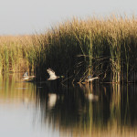 Big Grass Marsh near Gladstone is essential habitat for waterfowl and wildlife while filtering pollutants from water entering the Lake Winnipeg watershed. In the late 1930s it became the first conservation program of Ducks Unlimited Canada.