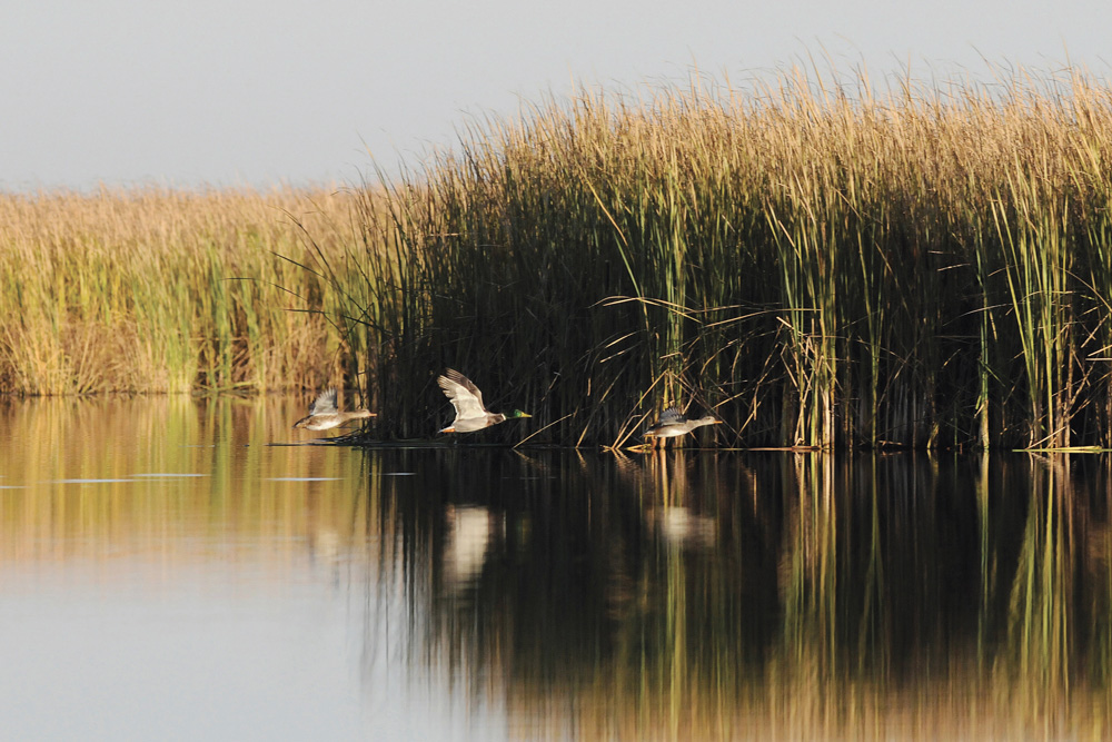 Big Grass Marsh near Gladstone is essential habitat for waterfowl and wildlife while filtering pollutants from water entering the Lake Winnipeg watershed. In the late 1930s it became the first conservation program of Ducks Unlimited Canada.
