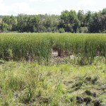 Wetland undergoing restoration to retain additional water in the basin.