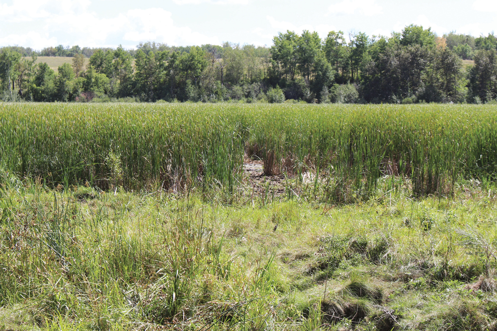 Wetland undergoing restoration to retain additional water in the basin.