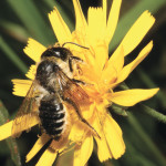 Solitary nesting bees, like this native leafcutter bee, will get better houses that will augment their numbers through a University of Manitoba open competition.