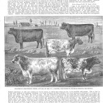 ‘Probably the most successful bull ever’