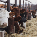 Accessing new markets for beef won’t be easy.