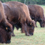 Will it be beef or bison?