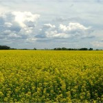 Canola growers asked not to use quinclorac herbicide this year