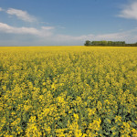 Dow AgroSciences announced the launch of a new high-protein canola meal called ProPound at the Canadian Canola Council’s 49th annual conference held in San Diego on March 1.