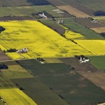 Canola Field aerial