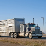 Examining the impact of transportation on cattle