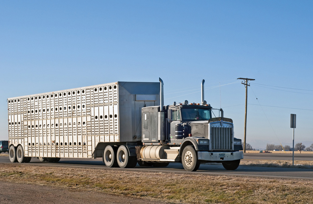 Examining the impact of transportation on cattle