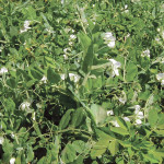 Canada’s pulse sector has been exporting to the EU with few problems so far.